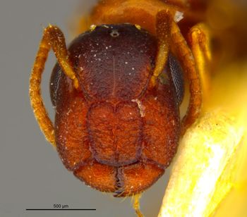 Media type: image;   Entomology 21556 Aspect: head frontal view